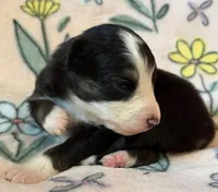 Raisin, a female Miniature Australian Shepherd for sale in Ringgold, LA – 5 of 6