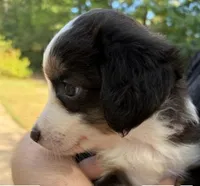 Chocolate, a female Miniature Australian Shepherd for sale in Ringgold, LA – 2 of 6