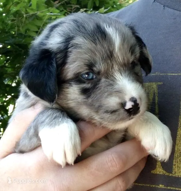 Aspen – Miniature Australian Shepherd puppy on hold in Shreveport, LA