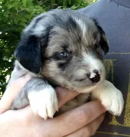 Aspen, a female Miniature Australian Shepherd for sale in Shreveport, LA – 1 of 5