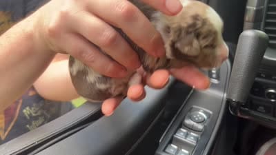 Cedar, a male Miniature Australian Shepherd for sale in Shreveport, LA – 1 of 1