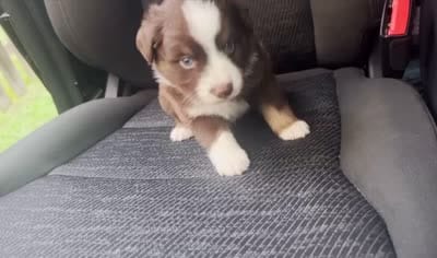 Oak, a male Miniature Australian Shepherd for sale in Shreveport, LA – 4 of 4