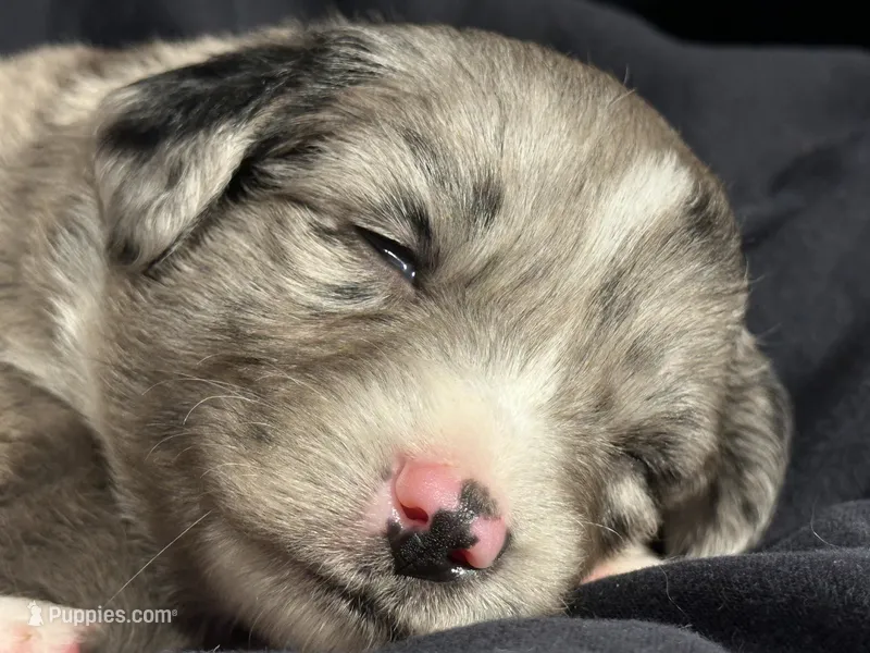 Aspen – Miniature Australian Shepherd puppy for sale in Shreveport, LA