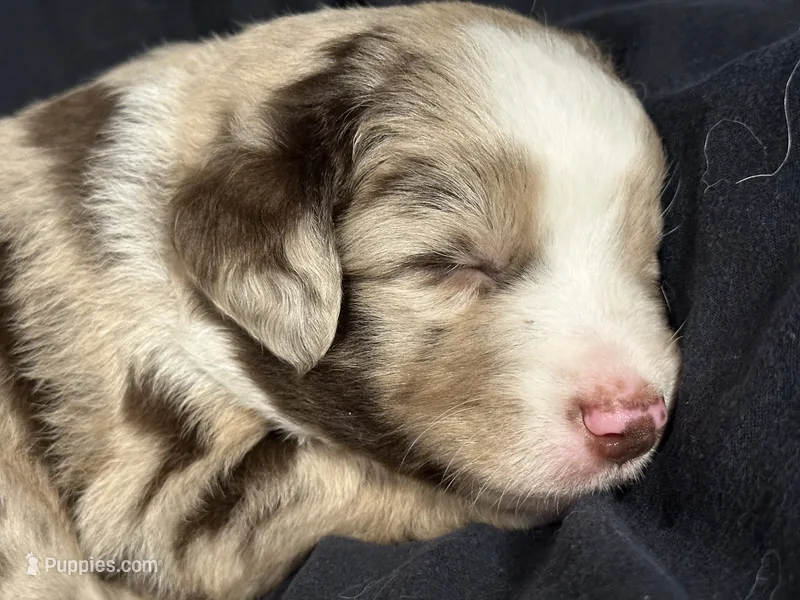 Cedar – Miniature Australian Shepherd puppy for sale in Shreveport, LA