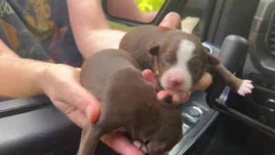 Spruce, a male Miniature Australian Shepherd for sale in Shreveport, LA – 1 of 1