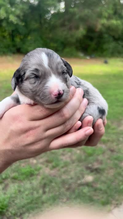 Aspen, a female Miniature Australian Shepherd for sale in Shreveport, LA – 5 of 5