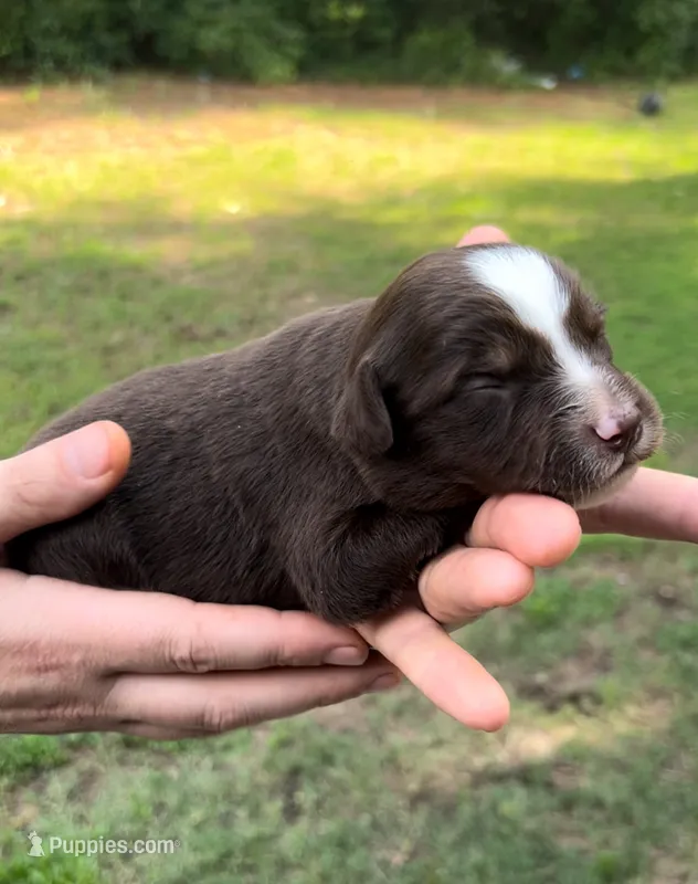 Spruce – Miniature Australian Shepherd puppy for sale in Shreveport, LA
