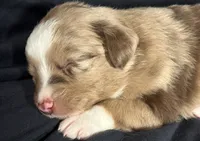 Maple, a female Miniature Australian Shepherd for sale in Shreveport, LA – 4 of 5