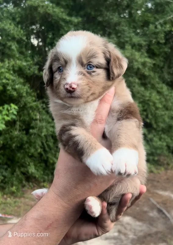 Maple – Miniature Australian Shepherd puppy on hold in Shreveport, LA