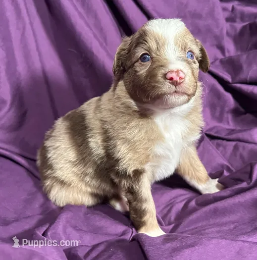 Maple – Miniature Australian Shepherd puppy for sale in Shreveport, LA