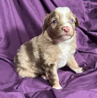 Maple, a female Miniature Australian Shepherd for sale in Shreveport, LA – 3 of 5