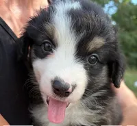 Raisin, a female Miniature Australian Shepherd for sale in Ringgold, LA – 2 of 6