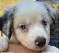 Oreo, a female Miniature Australian Shepherd for sale in Ringgold, LA – 5 of 6