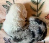 Shortbread, a male Miniature Australian Shepherd for sale in Ringgold, LA – 5 of 6