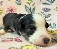 Chocolate, a female Miniature Australian Shepherd for sale in Ringgold, LA – 6 of 6