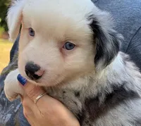 Shortbread, a male Miniature Australian Shepherd for sale in Ringgold, LA – 3 of 6