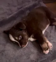 Spruce, a male Miniature Australian Shepherd for sale in Shreveport, LA – 5 of 5