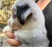 Snickerdoodle, a female Miniature Australian Shepherd for sale in Ringgold, LA – 3 of 7