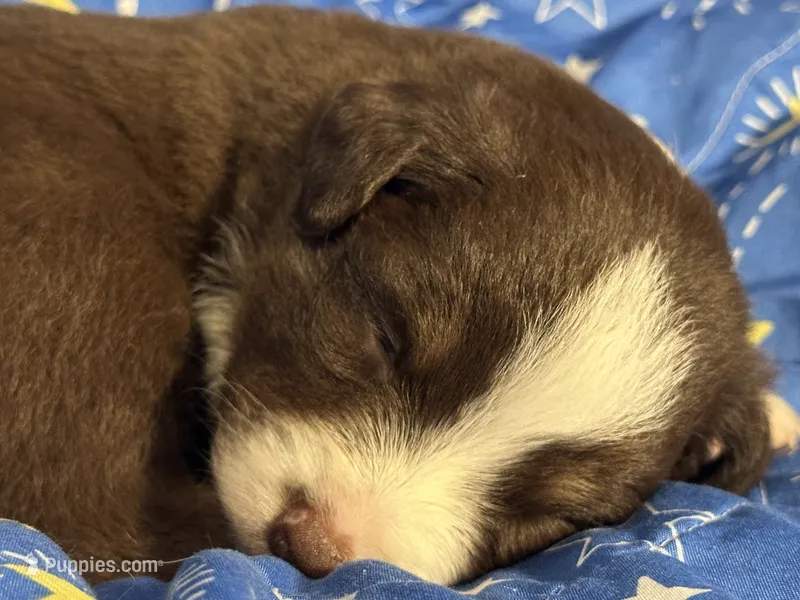Oak – Miniature Australian Shepherd puppy for sale in Shreveport, LA