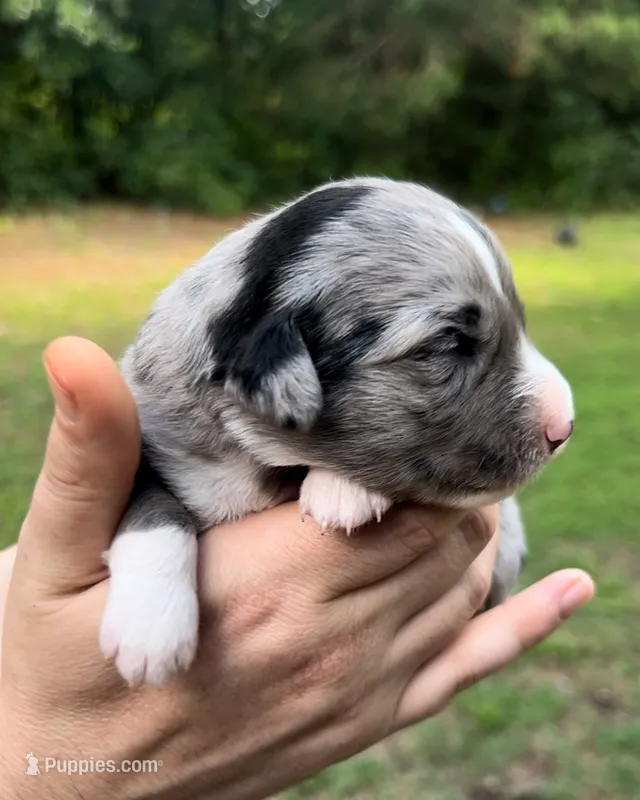 Aspen – Miniature Australian Shepherd puppy for sale in Shreveport, LA