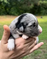 Aspen, a female Miniature Australian Shepherd for sale in Shreveport, LA – 2 of 5