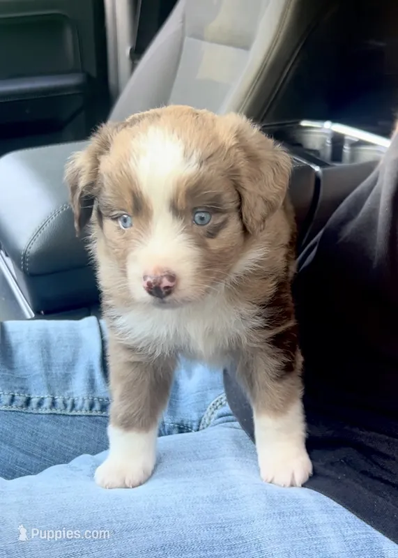 Ash – Miniature Australian Shepherd puppy for sale in Shreveport, LA