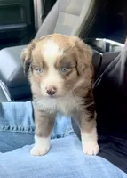 Ash, a female Miniature Australian Shepherd for sale in Shreveport, LA – 1 of 6
