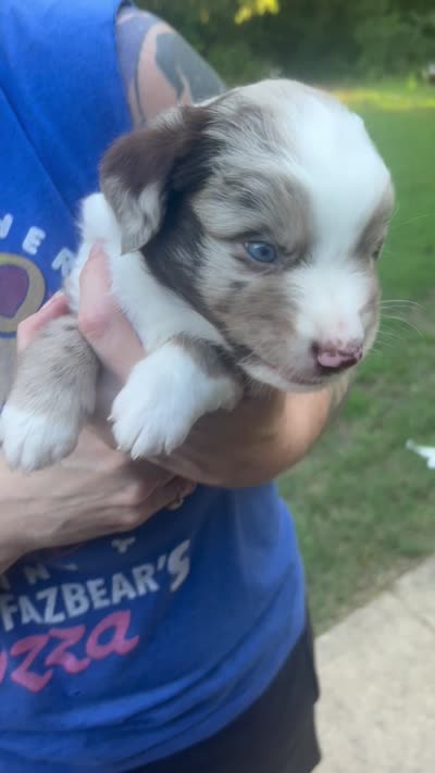Cedar, a male Miniature Australian Shepherd for sale in Shreveport, LA – 7 of 8