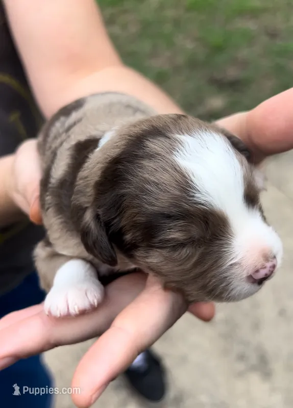 Ash – Miniature Australian Shepherd puppy for sale in Shreveport, LA