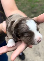 Ash, a female Miniature Australian Shepherd for sale in Shreveport, LA – 5 of 6