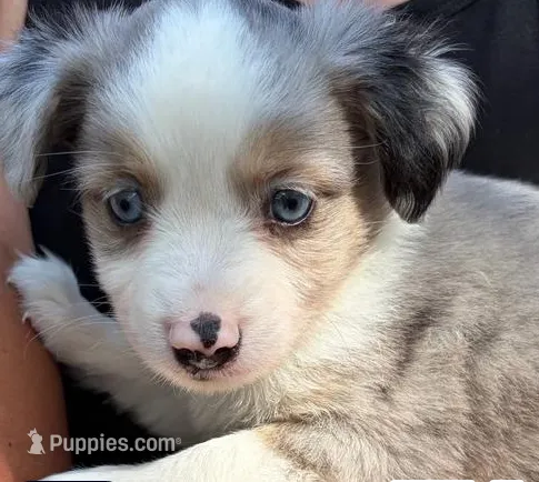 Snickerdoodle – Miniature Australian Shepherd puppy for sale in Ringgold, LA