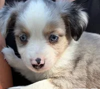 Snickerdoodle, a female Miniature Australian Shepherd for sale in Ringgold, LA – 1 of 7