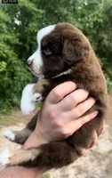 Oak, a male Miniature Australian Shepherd for sale in Shreveport, LA – 2 of 4