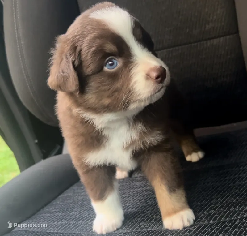 Oak – Miniature Australian Shepherd puppy for sale in Shreveport, LA