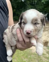 Cedar, a male Miniature Australian Shepherd for sale in Shreveport, LA – 3 of 8