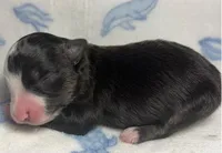 Raisin, a female Miniature Australian Shepherd for sale in Ringgold, LA – 4 of 6