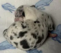 Oreo, a female Miniature Australian Shepherd for sale in Ringgold, LA – 2 of 6