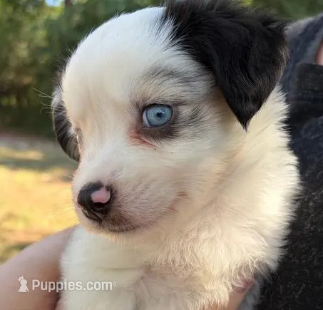 Peanut – Miniature Australian Shepherd puppy for sale in Ringgold, LA