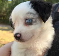 Peanut, a male Miniature Australian Shepherd for sale in Ringgold, LA – 1 of 6