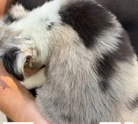 Snickerdoodle, a female Miniature Australian Shepherd for sale in Ringgold, LA – 4 of 7