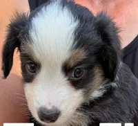Chocolate, a female Miniature Australian Shepherd for sale in Ringgold, LA – 4 of 6