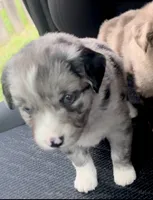 Aspen, a female Miniature Australian Shepherd for sale in Shreveport, LA – 4 of 5