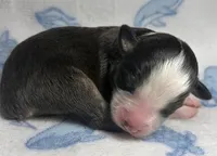 Chocolate, a female Miniature Australian Shepherd for sale in Ringgold, LA – 5 of 6