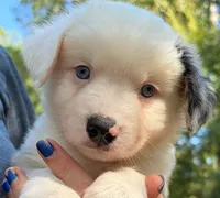 Shortbread, a male Miniature Australian Shepherd for sale in Ringgold, LA – 1 of 6