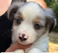 Snickerdoodle, a female Miniature Australian Shepherd for sale in Ringgold, LA – 2 of 7