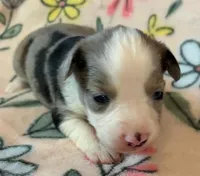 Snickerdoodle, a female Miniature Australian Shepherd for sale in Ringgold, LA – 6 of 7