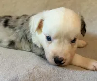Shortbread, a male Miniature Australian Shepherd for sale in Ringgold, LA – 6 of 6