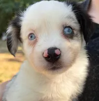 Peanut, a male Miniature Australian Shepherd for sale in Ringgold, LA – 3 of 6