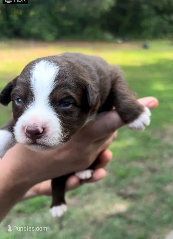 Oak – Miniature Australian Shepherd puppy for sale in Shreveport, LA
