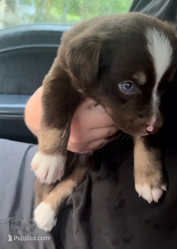 Spruce – Miniature Australian Shepherd puppy for sale in Shreveport, LA